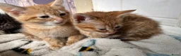 Mixed Breed cats for sale: Exceptional kittens  - Advert 5