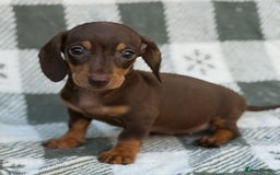 Miniature Dachshund dogs for sale: KC Reg Miniature Dachshund Puppies  - Image 12