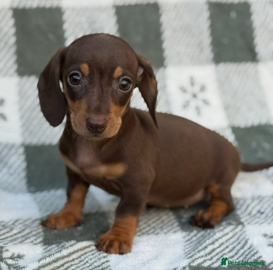 Miniature Dachshund dogs for sale: KC Reg Miniature Dachshund Puppies  - Image 12