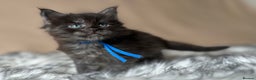 Maine Coon cats for sale: Maine coon kittens blue silver smoke rare colours - Advert 13