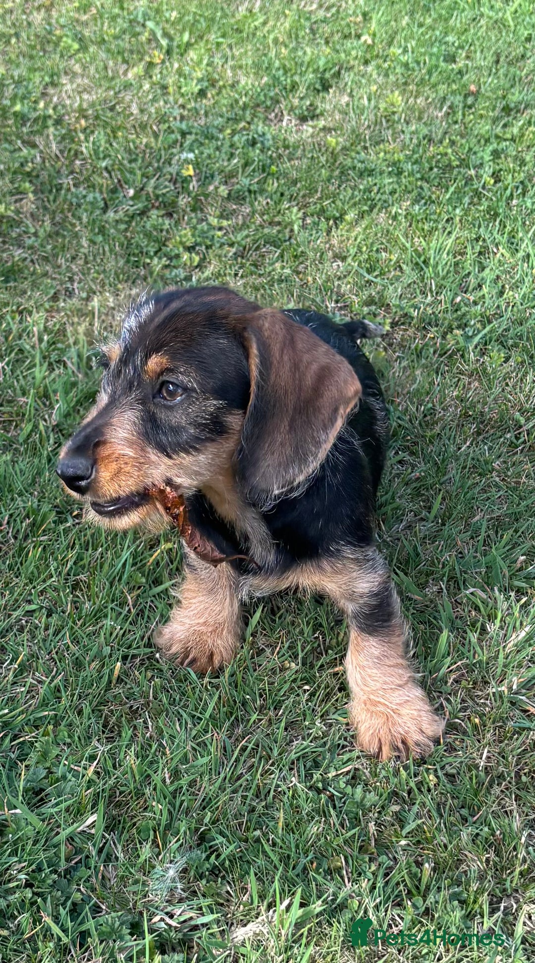 Miniature Dachshund dogs for sale: Miniature Wire Haired Dachshund  - Image 31