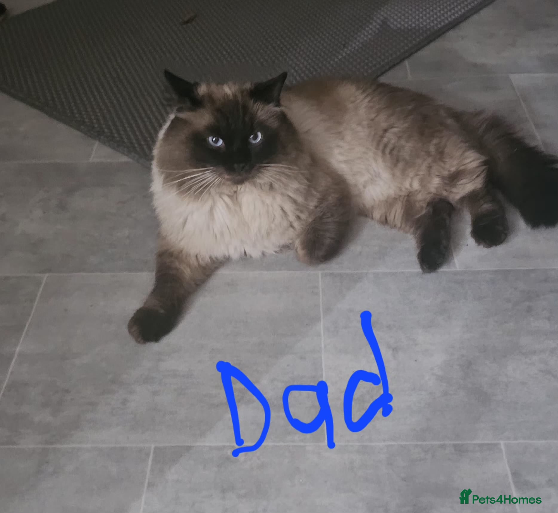 Ragdoll cats Purebred beautiful ragdoll kittens  - Advert 2