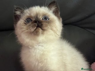 British Shorthair cats Chocolate tortie cpt TICA reg ready January - Advert 2