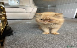 Persian cats for sale: 2 Male Ginger Persian Cats - Image 3