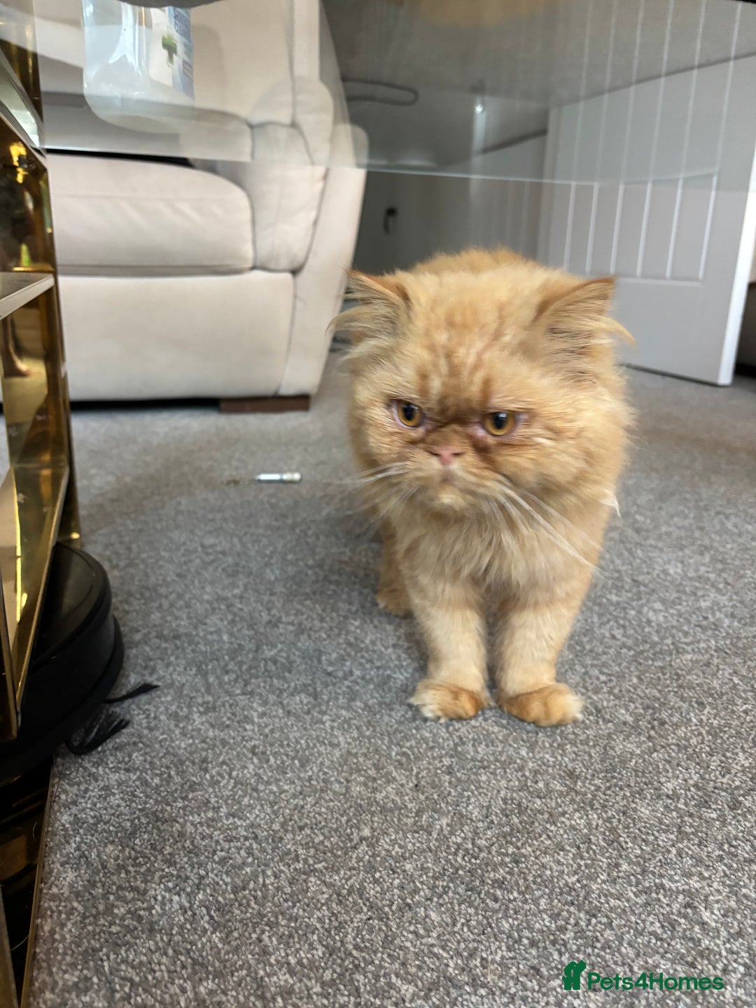 Persian cats for sale: 2 Male Ginger Persian Cats - Image 3
