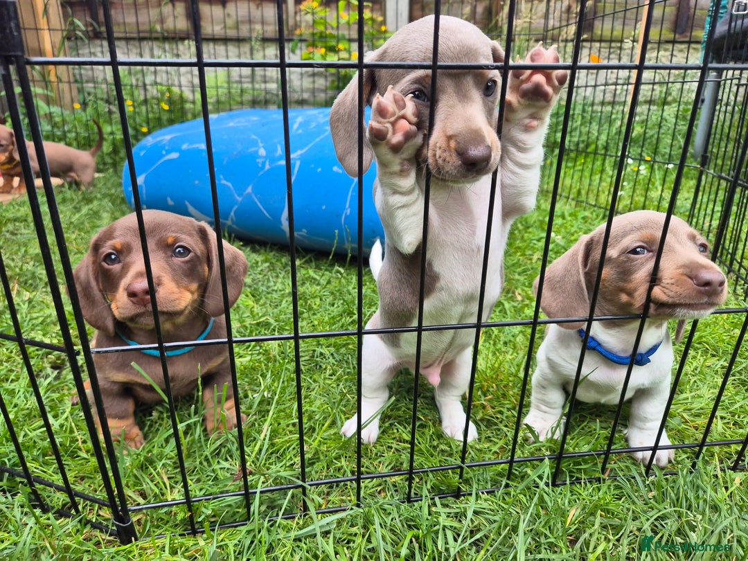 Miniature Dachshund dogs for sale: Miniature sausages Kc reg  in Wigan - Image 12