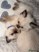 Ragdoll cats - Advert 3