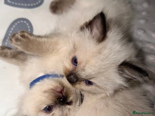 Ragdoll cats - Advert 16