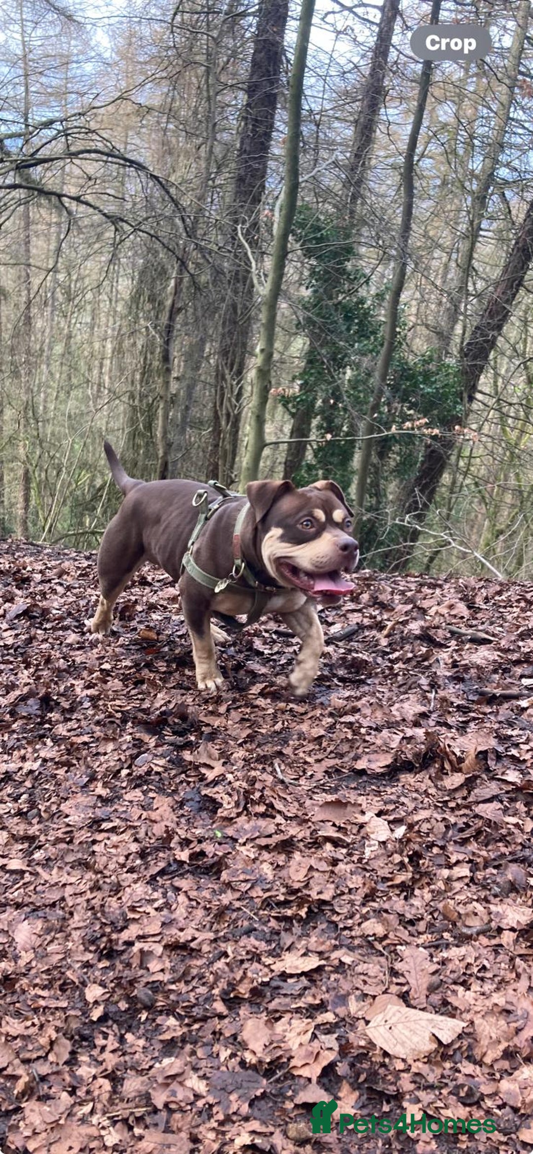 Mixed Breed dogs for sale: Staffordshire bull terrior x american pocket bully - Image 3