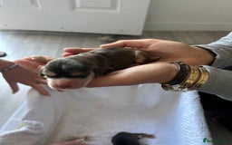 Cocker Spaniel dogs for sale: ✨show type cocker spaniel✨ - Image 3