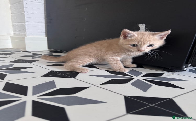 Domestic Shorthair cats - Advert 5