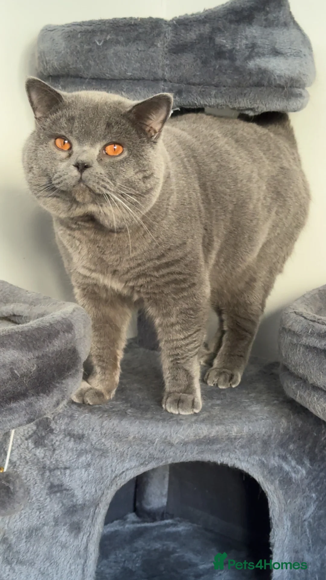 British Shorthair cats for stud: Top quality boy - Advert 2