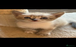 Bengal cats for stud: Proven Snow Bengal for studd in Southampton - Image 29