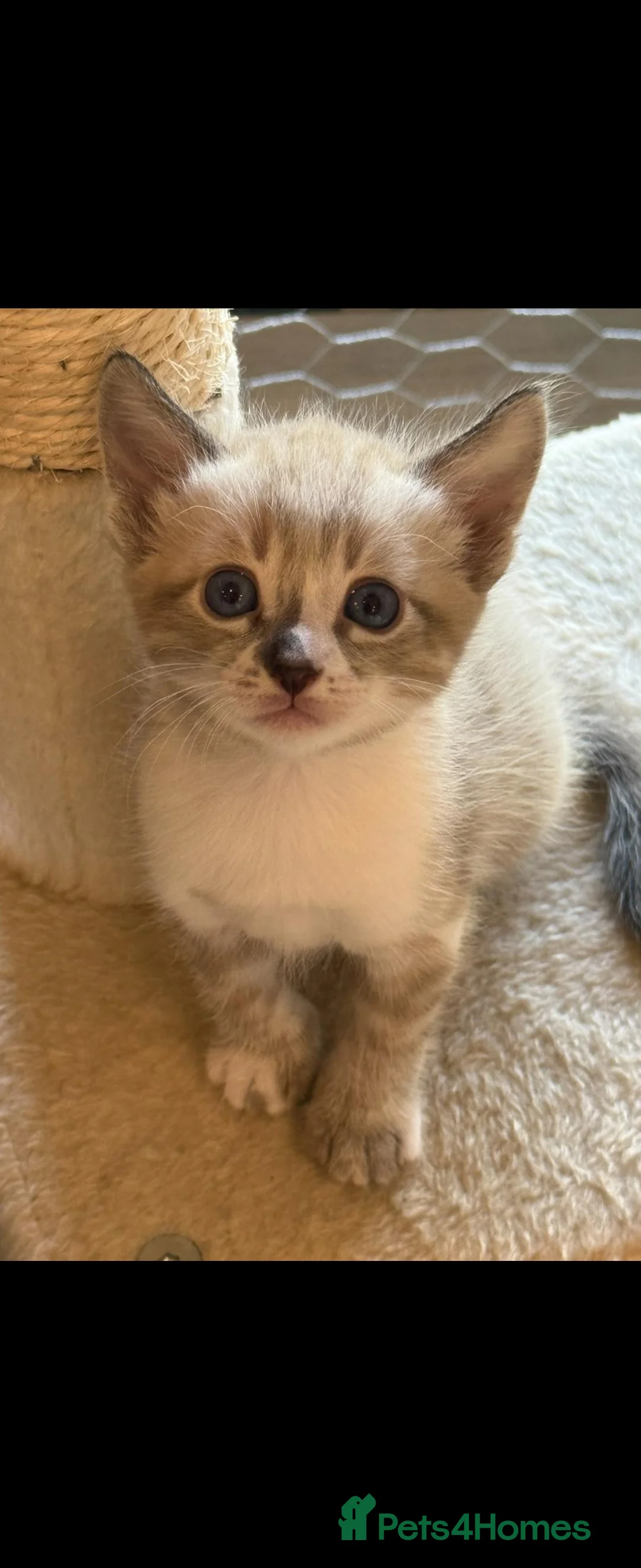 Bengal cats for stud: Proven Snow Bengal for studd in Southampton - Advert 30