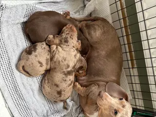 Miniature Dachshund dogs Miniature dachshund - Advert 1