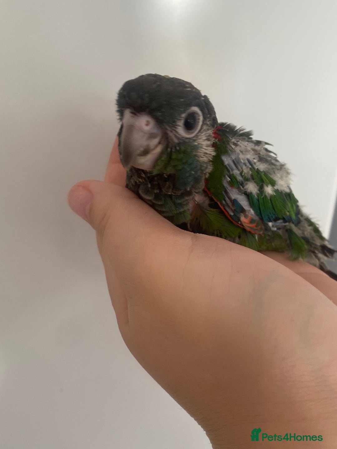 Conures birds for sale: Hand reared conures  - Image 5