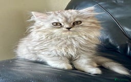 Persian cats for sale: Two multicoloured Persian females - Image 13