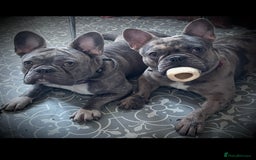 French Bulldog dogs for sale: Merle French Bulldog Puppies  - Image 6