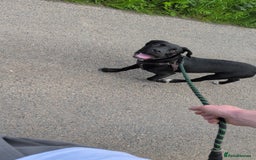 Mixed Breed dogs for sale: Needs a loving home  - Image 17