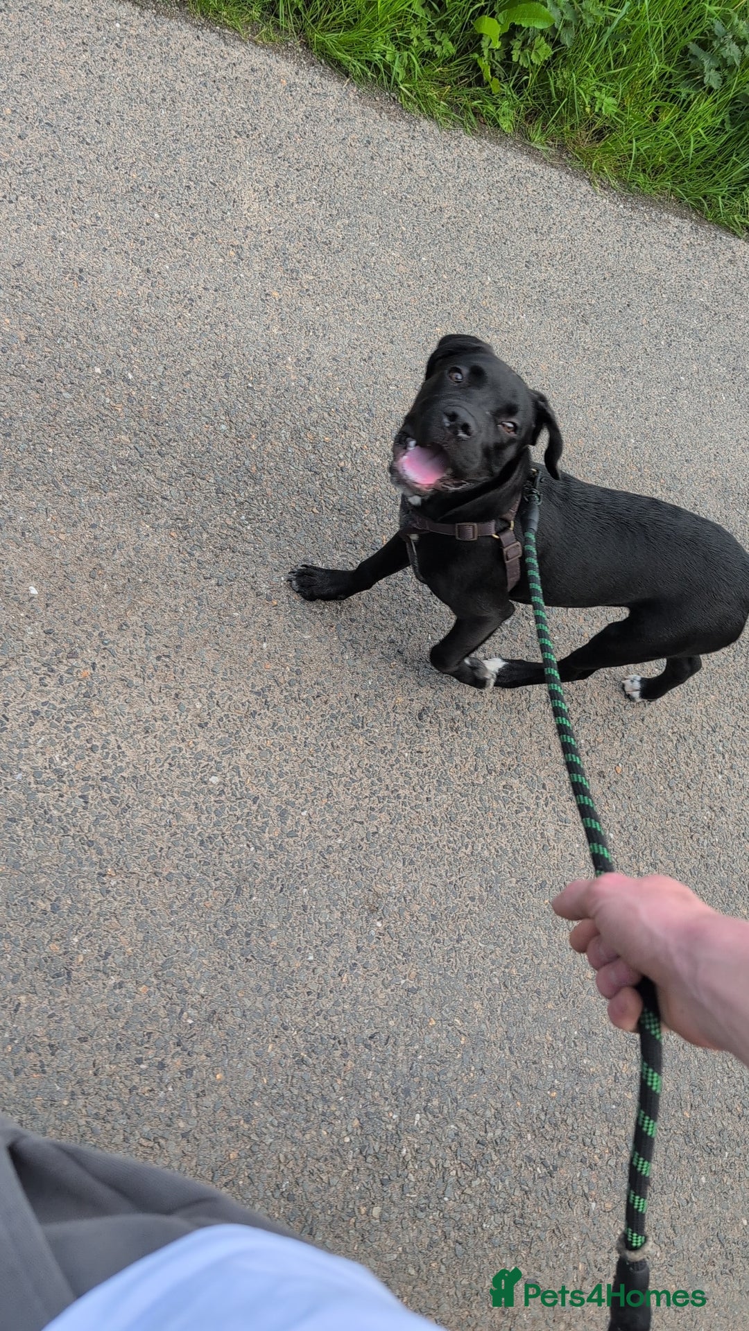 Mixed Breed dogs for sale: Needs a loving home  - Image 17