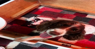 English Springer Spaniel dogs - Advert 5