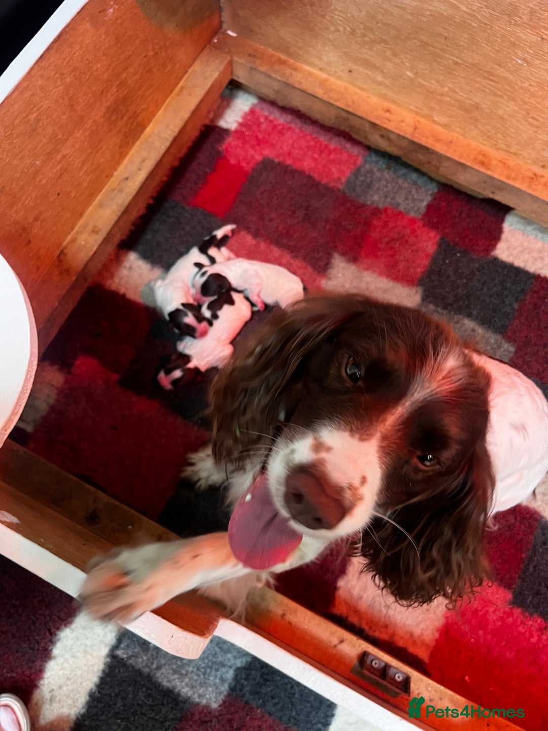 English Springer Spaniel dogs for sale: ENGLISH SPRINGER SPANIELS - Image 7