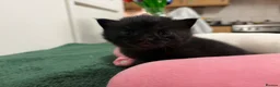 Scottish Fold cats for sale: 3 Scottish Fold Kittens 8 JUNE - Advert 19
