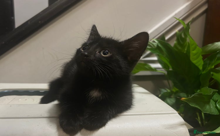 Domestic Shorthair cats - Advert 1