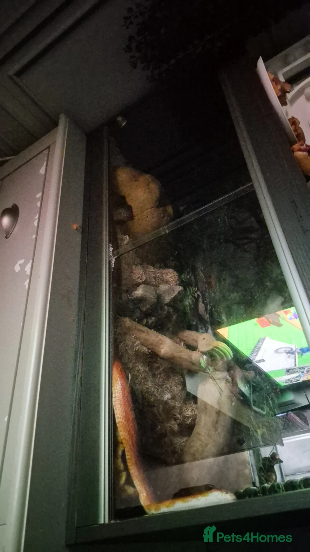 Corn Snake reptiles for sale: Corn snake  in Greenock - Advert 2