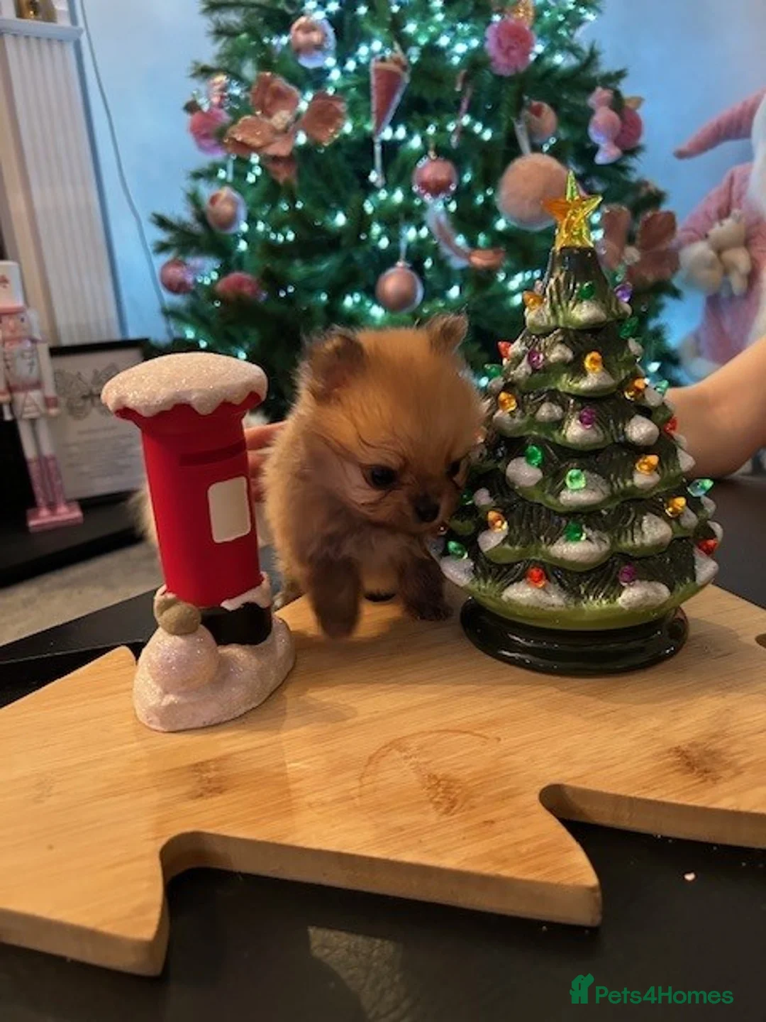 Pomeranian dogs for sale: Tiny Pomeranian Puppies - Advert 8