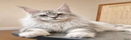 Maine Coon cats for sale: XL MAINE COON EUROPEAN LINES! Ready now!  - Advert 22