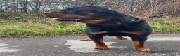 Rottweiler dogs for stud: Rottweiler stud boy  - Advert 3