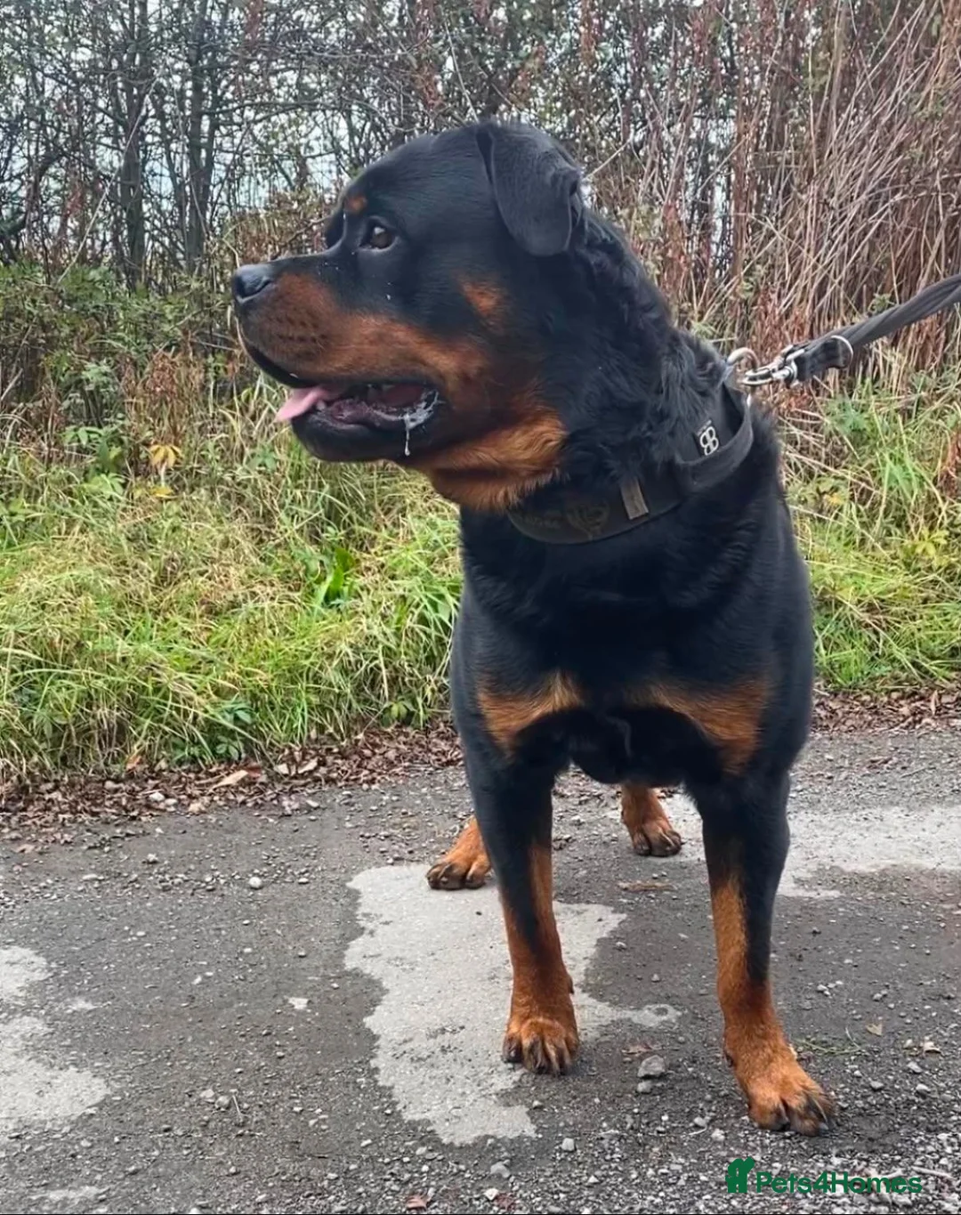 Rottweiler dogs for stud: Rottweiler stud boy  - Advert 3