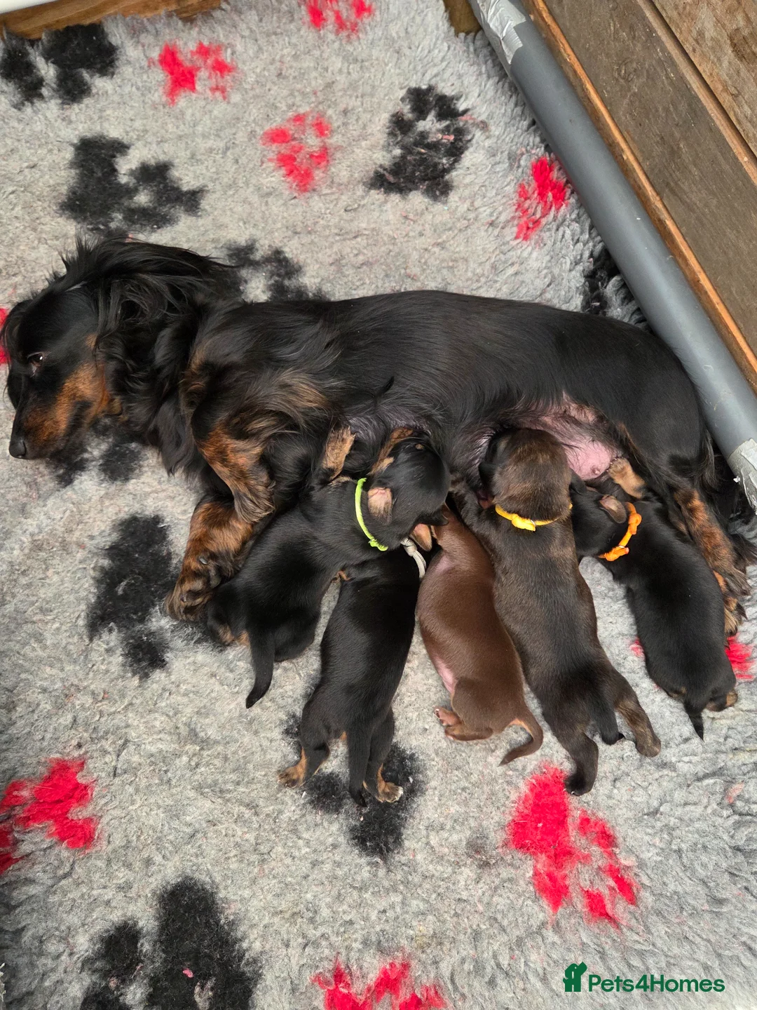 Jackshund dogs for sale: Miniature dachshund cross jackrusell  - Advert 2