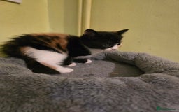 Mixed Breed cats for sale: Beautiful mixed breed female kitten  - Image 8