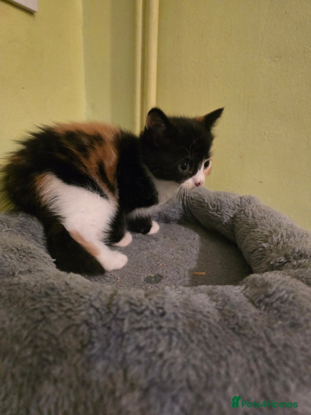 Mixed Breed cats for sale: Beautiful mixed breed female kitten  - Image 8