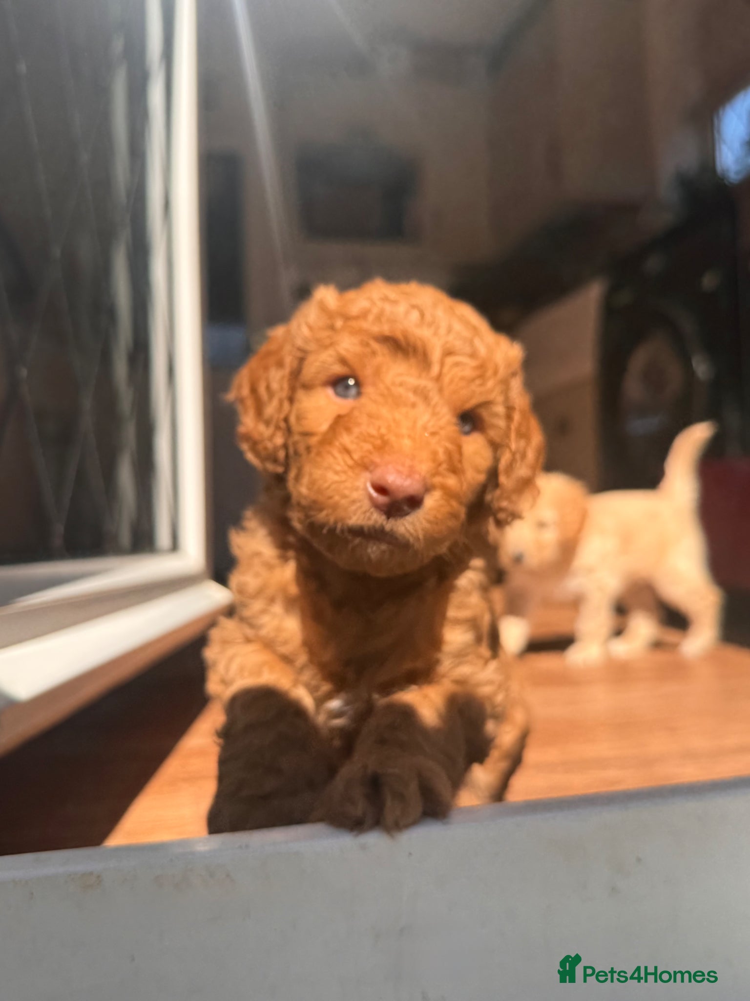 Mixed Breed dogs Adorable Australian Labradoodle puppies - Advert 17