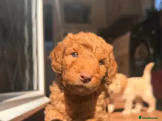 Mixed Breed dogs Adorable Australian Labradoodle puppies - Advert 17