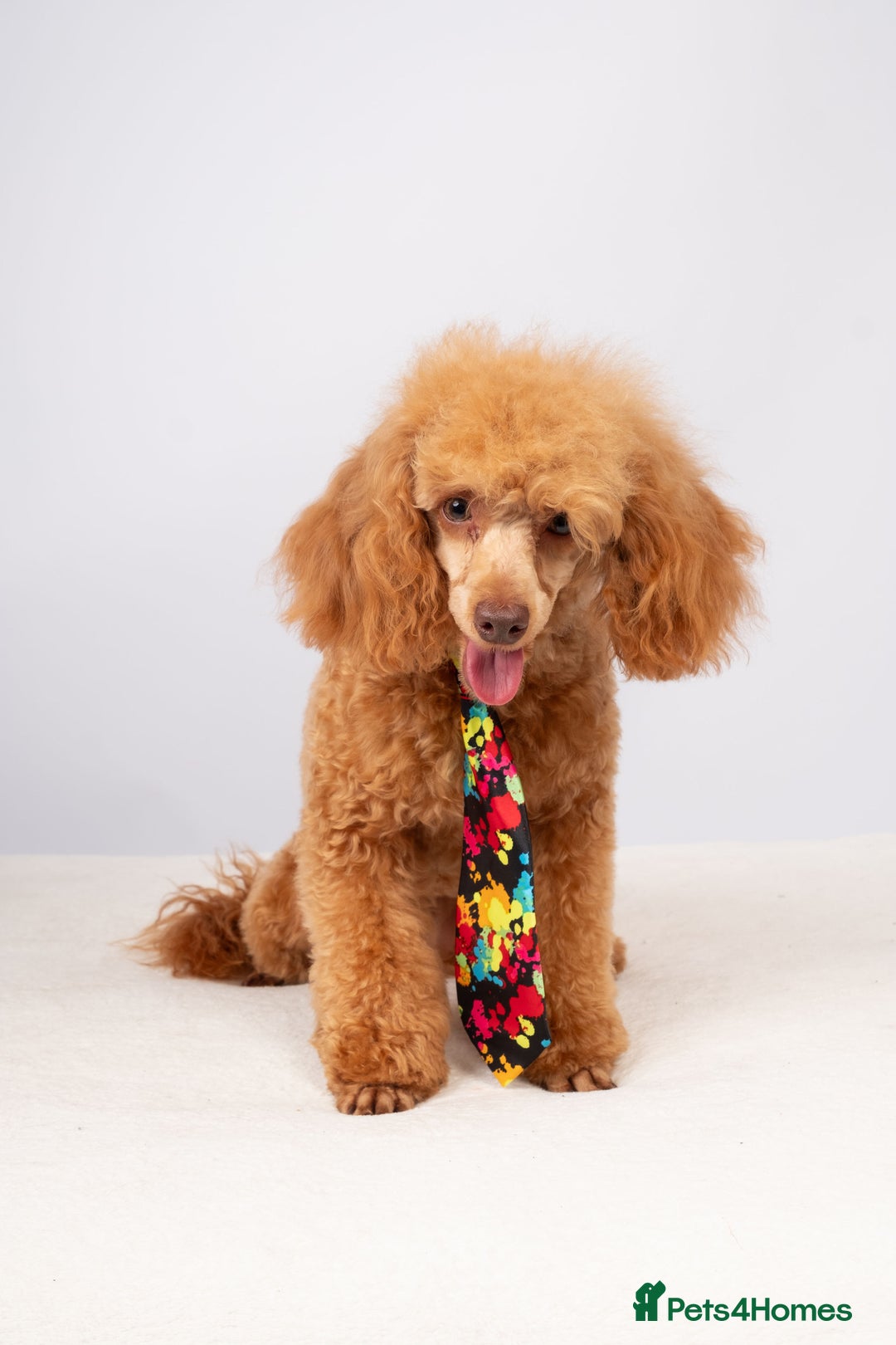 Toy Poodle dogs for stud: KC REG RED EXTENSIVELY HEALTH TESTED POODLE STUD  - Advert 5
