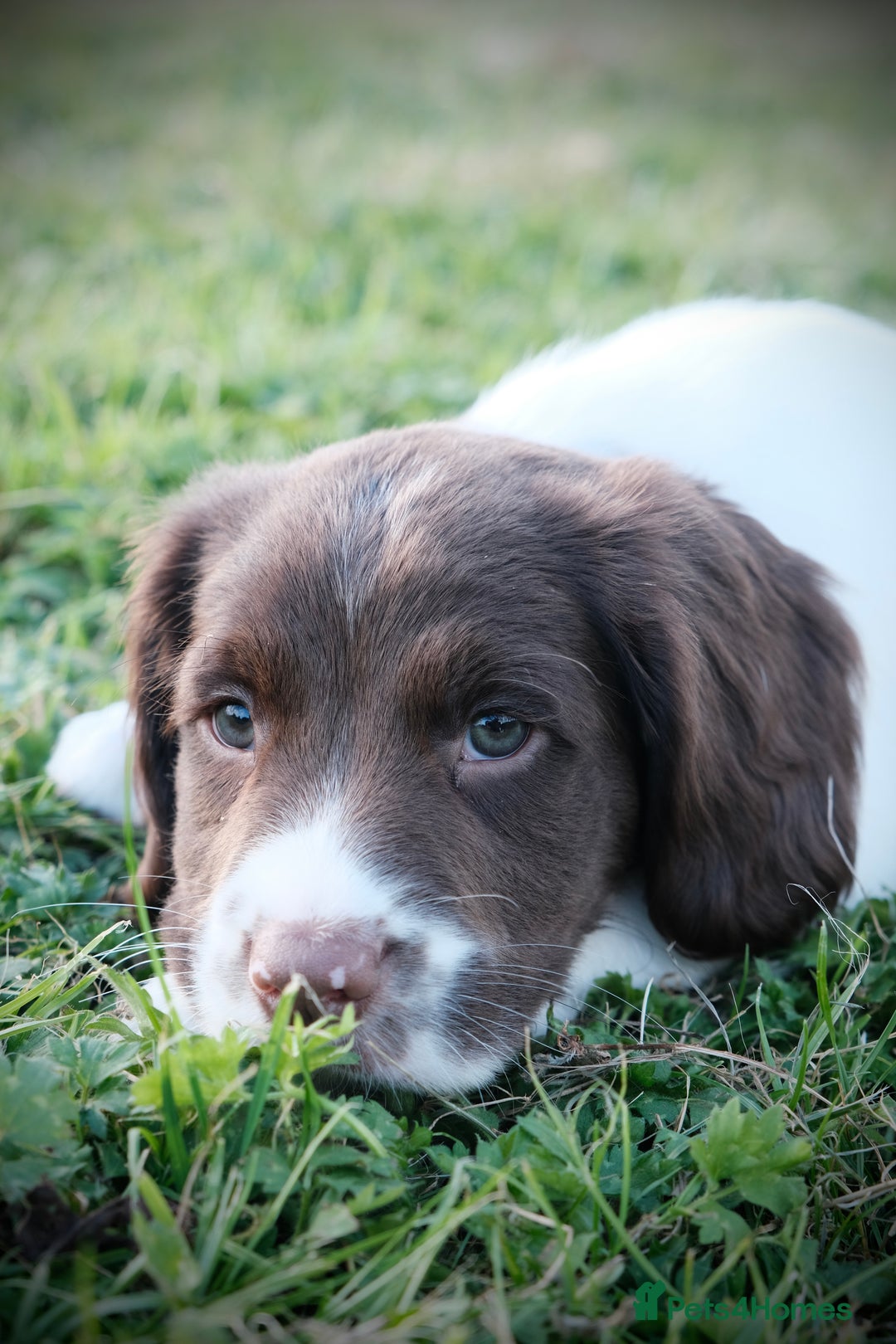 English Springer Spaniel dogs for sale: Puppy (male) KC ESS with titled parents FTW x FTAW - Image 2