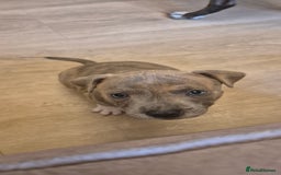 Staffordshire Bull Terrier dogs for sale: 4 PUPPIES STILL AVAILABLE - Image 9