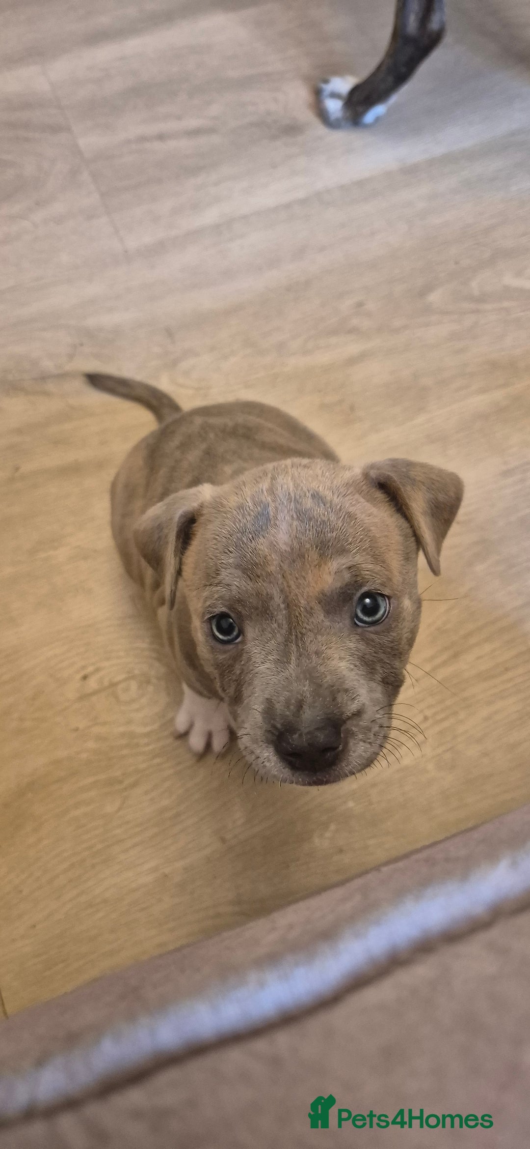 Staffordshire Bull Terrier dogs for sale: 4 PUPPIES STILL AVAILABLE - Image 9
