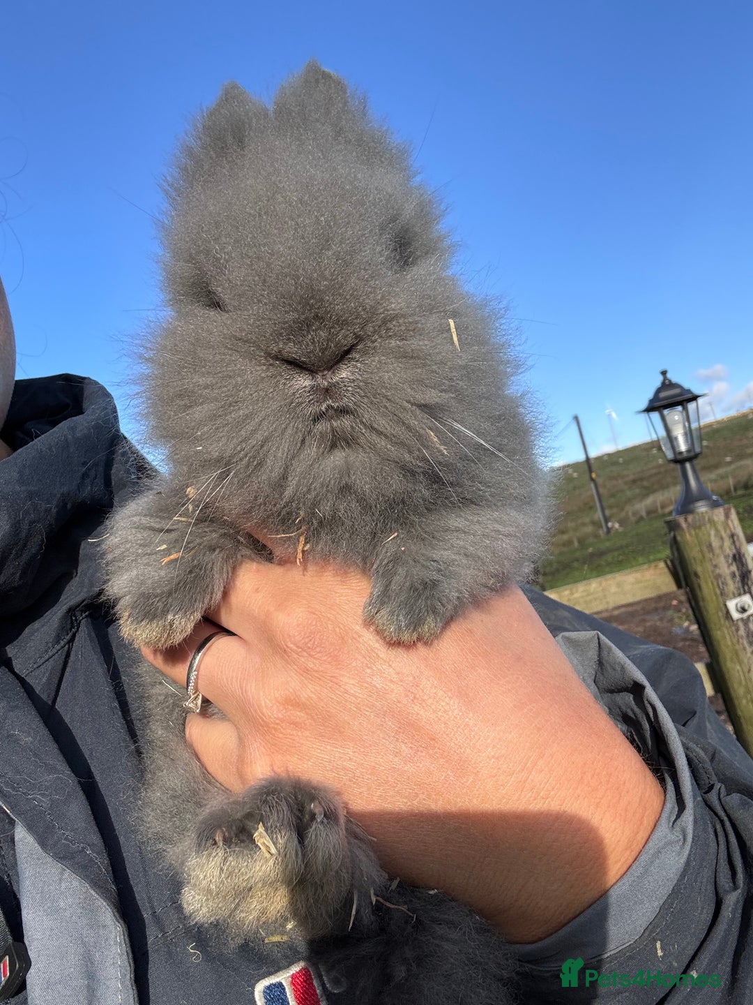 Lionhead rabbits for sale: Double Maned Lionhead Rabbits  - Image 3