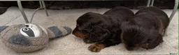 Dachshund dogs for sale: LONG-HAIRED DACHSHUND PUPPIES READY TO LEAVE in Manchester - Advert 9