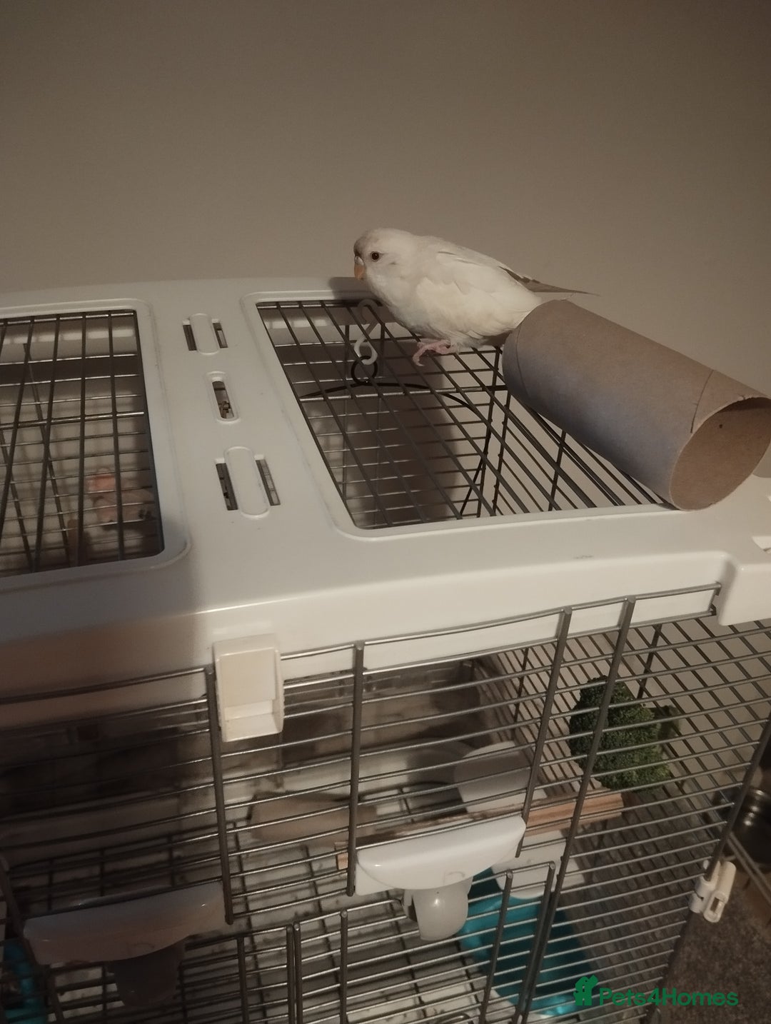 Budgerigars birds for sale: Budgie female for sale very tame Lutino  - Advert 5