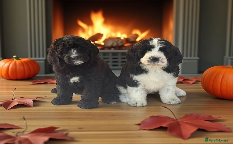 Saint Bernard dogs - Advert 7