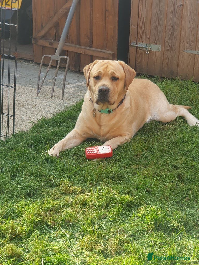 Labrador Retriever dogs Gentle Billy available for stud duties. - Advert 1