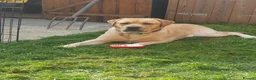 Labrador Retriever dogs for stud: Gentle Billy available for stud duties. - Advert 1