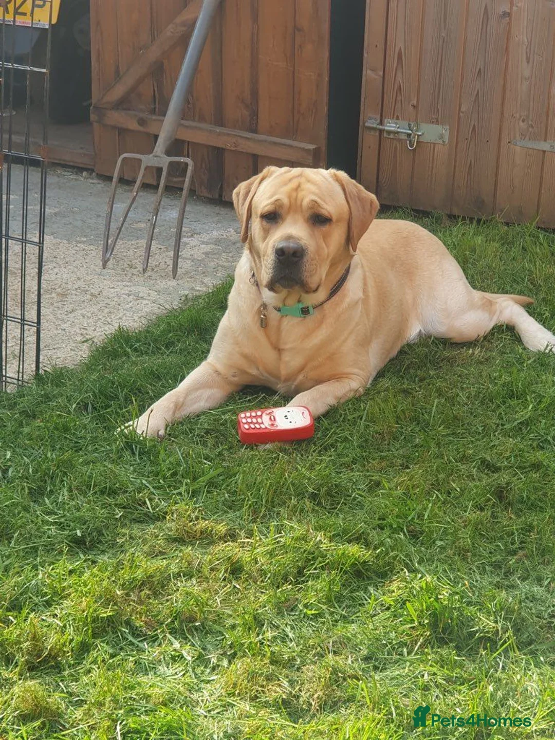 Labrador Retriever dogs for stud: Gentle Billy available for stud duties. - Advert 1