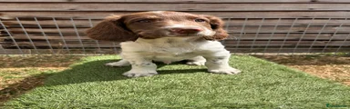 English Springer Spaniel 5